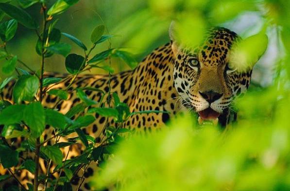 El jaguar, insignia de la fauna panameña, es parte de las especies que habitan en la selva Maya, el segundo bosque más extenso de América