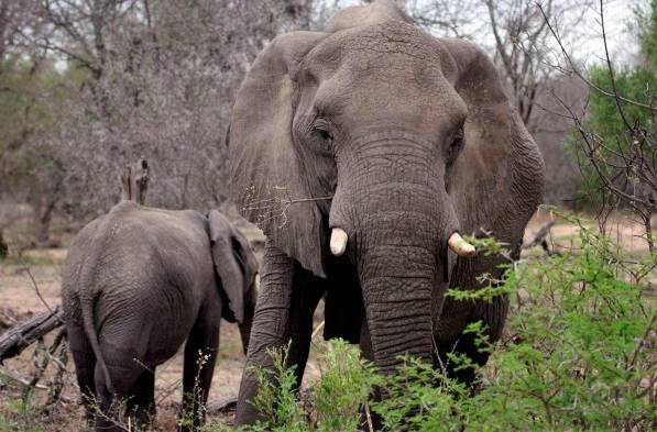 Muere un supuesto cazador furtivo pisoteado por elefantes en Sudáfrica