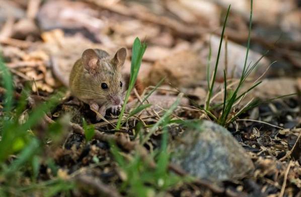 Así está Panamá con el dengue, hantavirus, gusano barrenador y leishmaniasis y otros