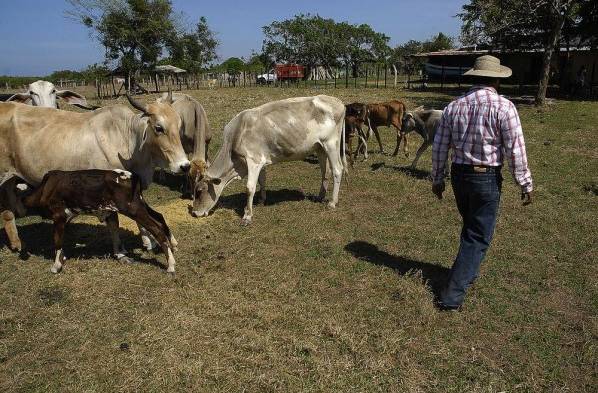 Denuncian hurto de ganado en Natá