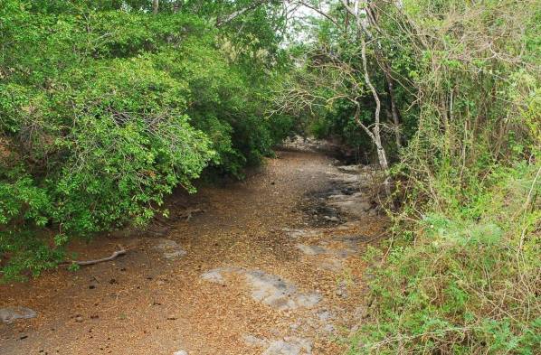 Los abrevaderos y las quebradas están secos.
