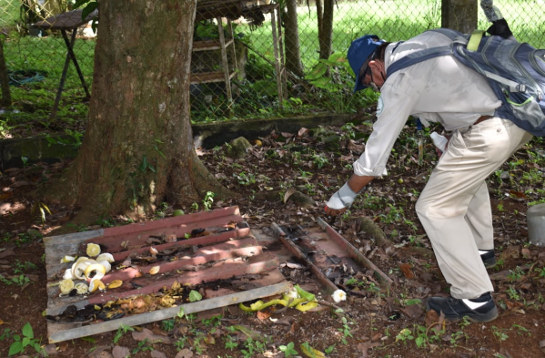 David y Dolega batallan contra el mosquito Aedes aegypty