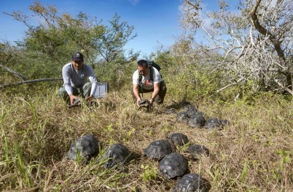 Retornan a su hábitat natural 86 tortugas criadas en cautiverio en Galápagos