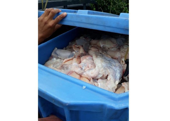 Escalera De Tijera Louisville De Fibra De Vidrio Con Capacidad De 300 Libras Anaranjado Fs1506