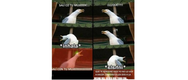 El origen y los mejores memes de la famosa gaviota de las redes sociales&nbsp;