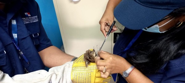 ¡Rescatado! Búho estaba enredado en el tendido eléctrico 