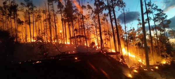 El fuego es rastrero y afecta plantaciones de pino caribea y el sotobosque secundario.