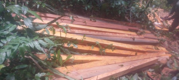 Tres hombres aprehendidos por talar árboles del río Rita
