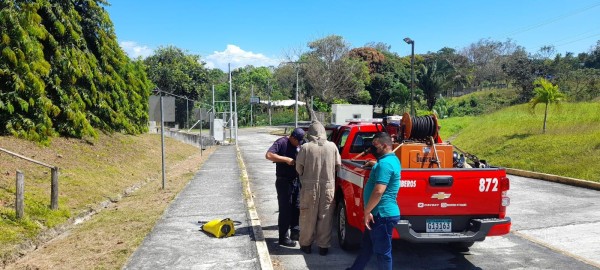 Abejas africanizadas migran en verano. Sepa cómo reaccionar ante su presencia