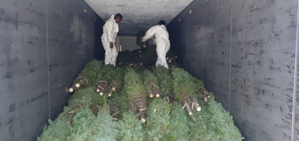 Más de 12 mil arbolitos llegaron a Panamá 