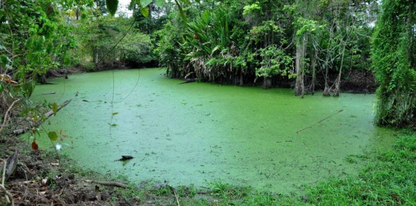 Ampliación de áreas protegidas atentaría contra Donoso. Ambientalista señala a la minería 
