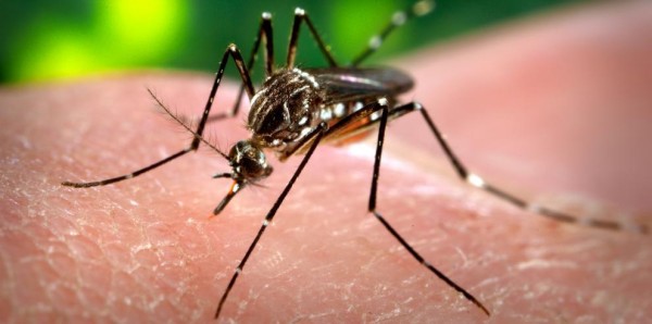 Aumentan los casos de dengue en  Panamá Oeste