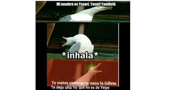 El origen y los mejores memes de la famosa gaviota de las redes sociales&nbsp;