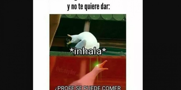 El origen y los mejores memes de la famosa gaviota de las redes sociales&nbsp;