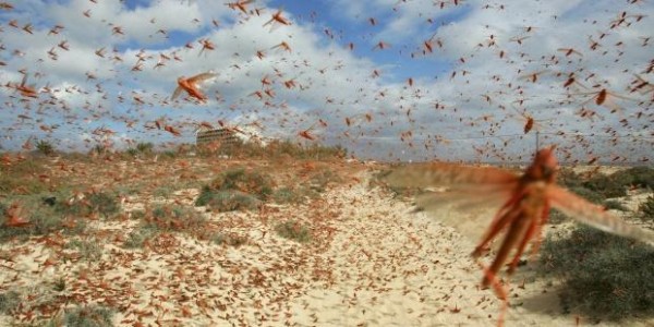 Plaga de langosta se toma una ciudad de Arabia Saudita