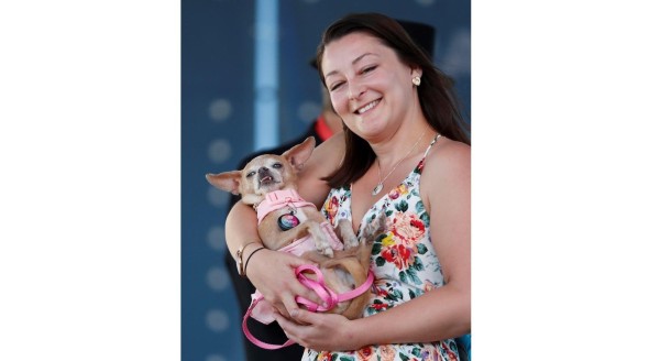 Daisy, una mezcla de Chihuahua de 14 años de edad, en el escenario del Concurso del perro más feo del mundo.