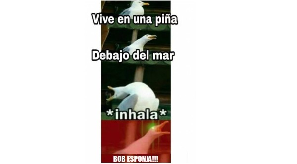 El origen y los mejores memes de la famosa gaviota de las redes sociales&nbsp;