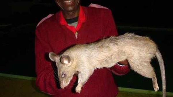 Ratas gigantes se encuentran en Sudáfrica.