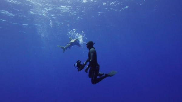 Panamá reúne a 183 países para reforzar la protección de especies amenazadas