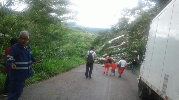 Fuertes vientos ocasionan caída de árboles en Penonomé