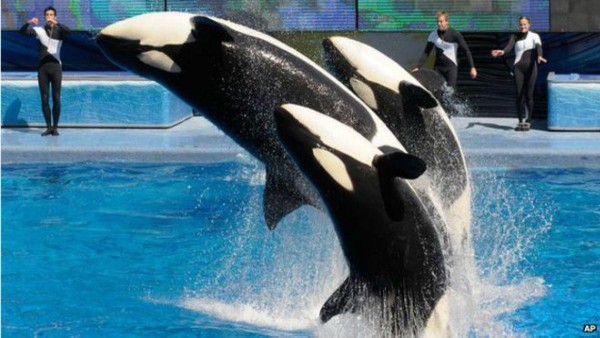 Los problemas para SeaWorld se incrementaron después de que tres de sus orcas murieran en un lapso de seis meses.