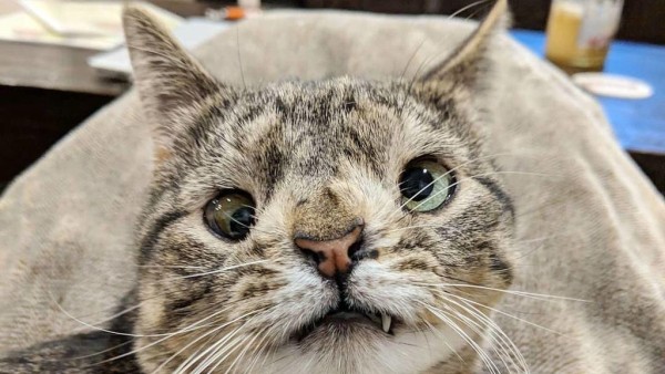 Los gatos también pueden padecer Síndrome de Down .