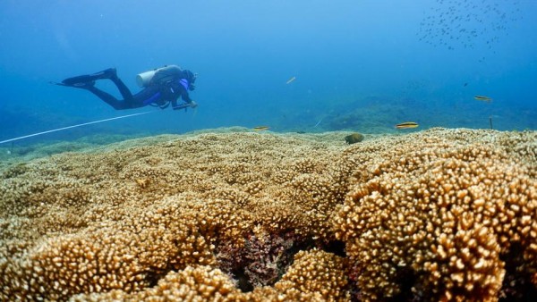 Los arrecifes de coral del Pacífico Oriental podrían sobrevivir hasta el 2060
