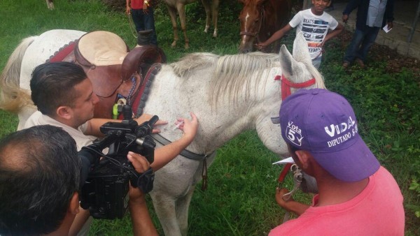 Realizan vacunación masiva en Coclé por brote de encefalitis equina