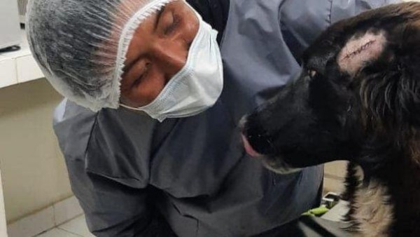 Un perro salva a su dueña de ser víctima de feminicidio en Bolivia