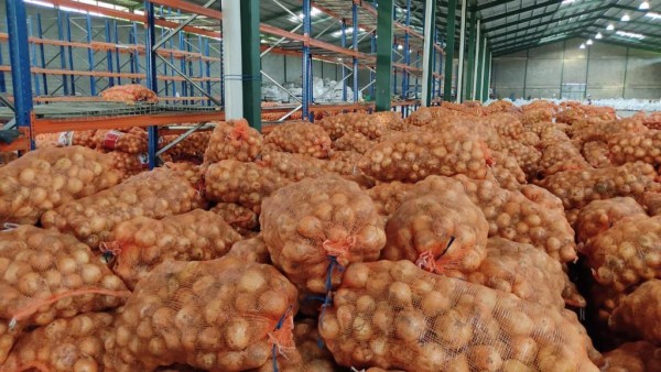 Gobierno comprará cebolla a productores de Coclé
