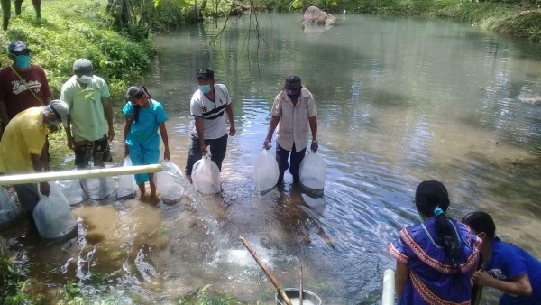 La siembra de tilapia se realizó en cuatro estanques.