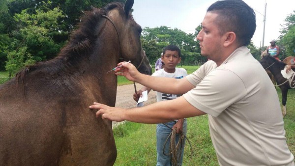 Alarma por brote de encefalitis equina en los poblados coclesanos