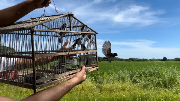 MiAmbiente rescata a 41 aves en cautiverio 