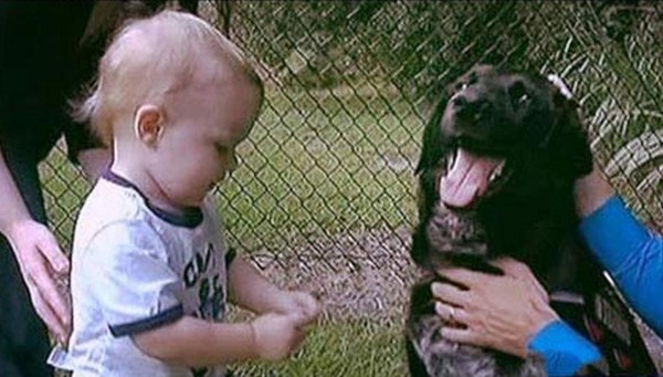 Un perro les avisa a los padres que la niñera maltrataba a su hijo