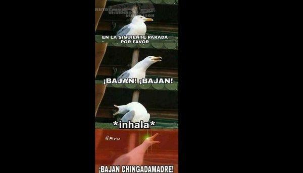 El origen y los mejores memes de la famosa gaviota de las redes sociales&nbsp;