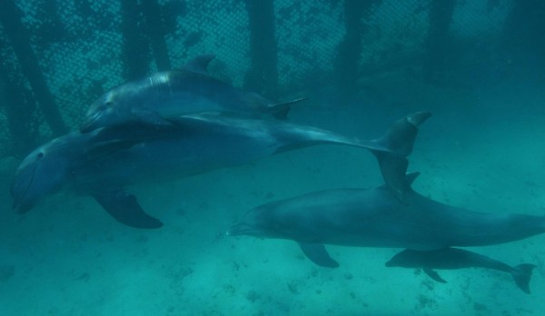Presentan al público dos crías de delfín nacidas en oceanario de Cartagena