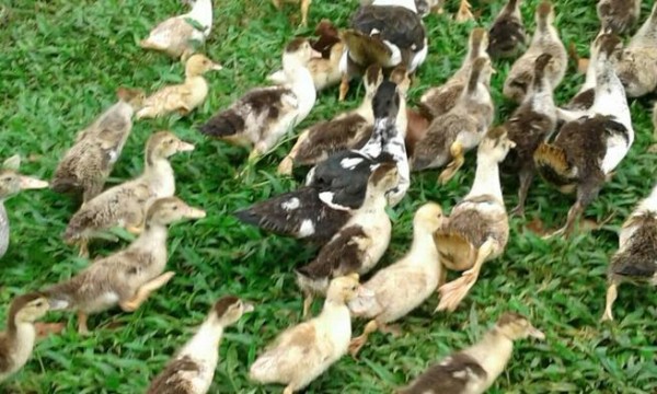 Familia de patos detienen el tráfico en el puente de Las Américas