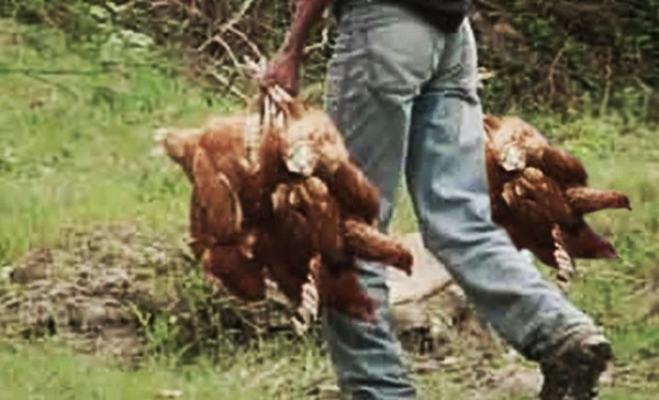 Se llevaron más de 20 gallinas.