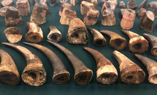 Hong Kong intercepta un cargamento récord de cuernos de rinoceronte