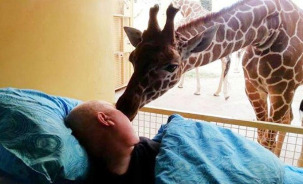 Jirafa se despide de empleado del zoológico enfermo de cáncer