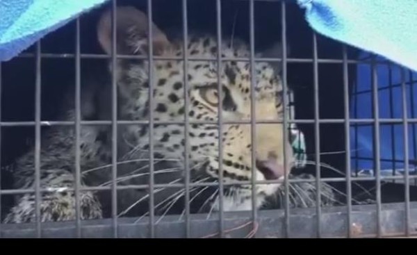 Sacan a un leopardo de un cuarto de lavandería a las afueras de Johannesburgo