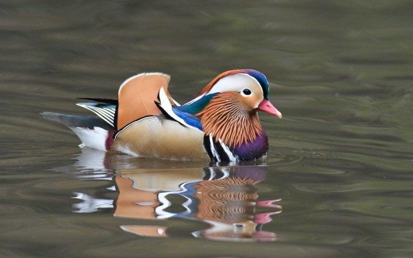 Un colorido pato típico de Asia aparece en Nueva York y cautiva a viandantes