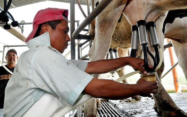 Una gran cantidad de familias utilizan la ganadería como sustento para la familia.