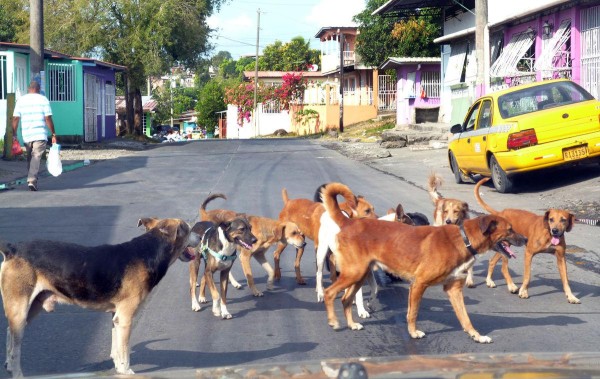 En el refugio Hogar Alberque San Roque, ubicado en Las Cumbres, conviven 150 perros y más de 200 gatos.