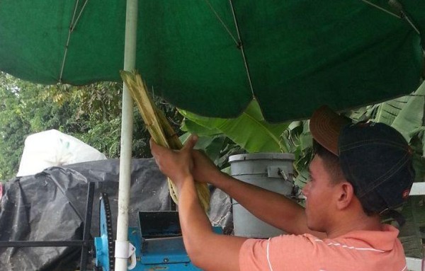 En el mismo lugar es extraído el jugo de caña.