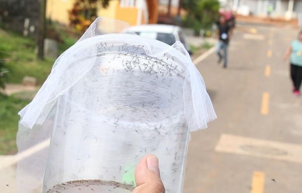 Cada tres días se liberarán mosquitos transgénicos.