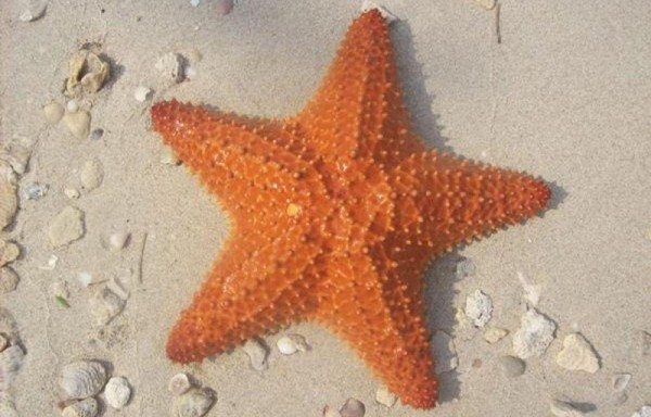 El cuerpo de la estrella de mar no tiene cerebro ni sangre y esta es invertebrada.