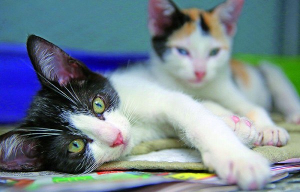 Hospital veterinario público estará ubicado en Pueblo Nuevo