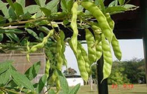 MIDA da recomendaciones para enfrentar la plaga