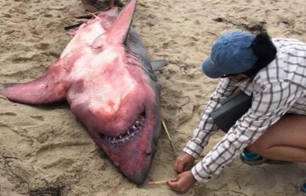 Hallan tiburón muerto con el cuerpo rojo y pesas en su interior